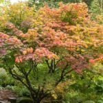 10 árboles ideales para jardines pequeños en climas calurosos