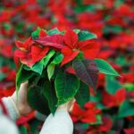 Adornos con Nochebuenas: Ideas para Embellecer tus Jardines