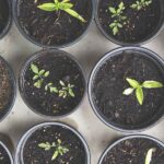 Aprende cómo plantar flores en el jardín: Guía paso a paso para principiantes