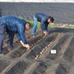 Aprende cómo sembrar papas en el jardín y disfruta de una cosecha abundante