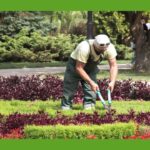 Aprende Jardinería desde Cero: Curso Gratis para Principiantes