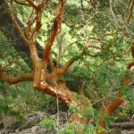Árbol de Arrayán: Usos en jardines y consejos de cuidado