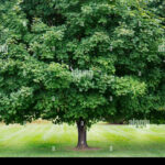 Árbol de problemas de jardines: identificación y soluciones para un jardín saludable