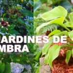 Árbol, Plantas y Jardines: Consejos y recomendaciones para cuidar y embellecer tu espacio verde