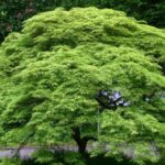 Árbol siempre verde en jardín: Guía completa y consejos de cuidado