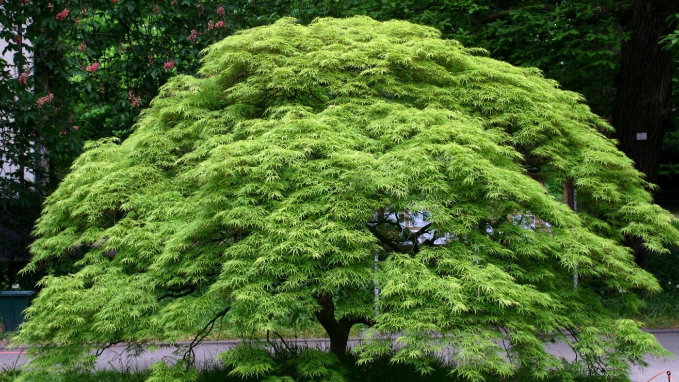 Árbol siempre verde en jardín Guía completa y consejos de cuidado