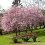 Arboles para jardines pequeños en Chile: Guía completa de especies y consejos de diseño