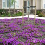 Arbusto enano para dividir jardines: ideas y consejos para delimitar tu espacio exterior de manera estética y funcional