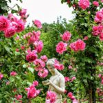Arreglos de jardines con rosas: Ideas y consejos para embellecer tu espacio exterior