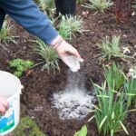 Beneficios y usos de la cal para el jardín: todo lo que necesitas saber