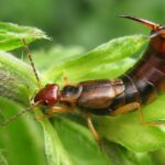 Bichos de jardín que pican: Guía completa para identificar y eliminar las plagas más comunes