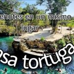 Cenote Jardín del Edén: Costo de entrada, ubicación y experiencias imperdibles