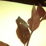 Ciruelo de jardín: causas y soluciones para la caída de hojas