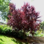 Ciruelo de jardín: consejos para el cuidado y cultivo del Prunus