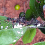 Cómo combatir eficazmente la plaga de cochinillas en tu jardín: Guía completa y consejos prácticos