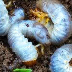 Cómo controlar la plaga de gallina ciega en tu jardín: consejos y remedios efectivos