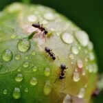 Cómo controlar y eliminar eficazmente las hormigas negras en el jardín: Guía completa