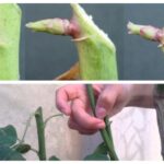 Cómo cortar una rosa de tu jardín: consejos y técnicas