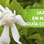 Cómo cultivar jazmín en mi jardín: guía completa y consejos