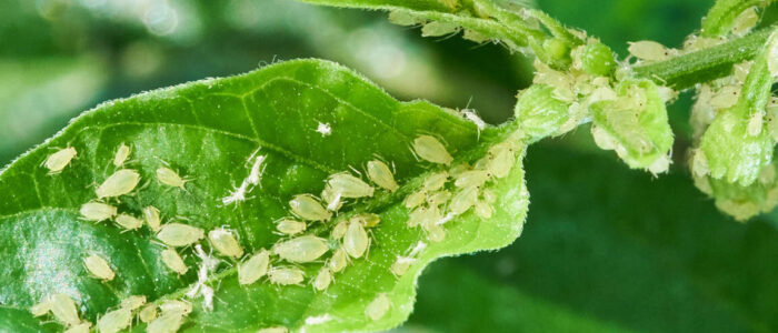 Cómo eliminar los piojos en las plantas de jardín: guía completa y efectiva