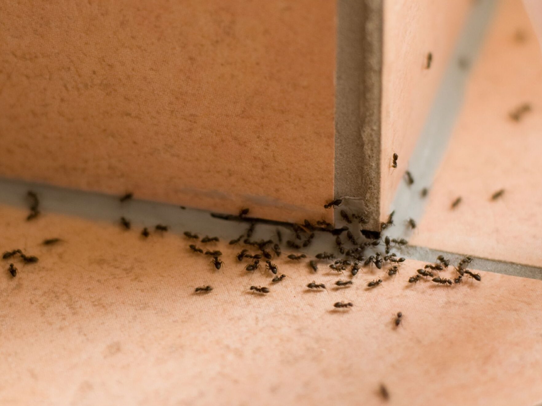 Cómo eliminar una plaga de hormigas en el jardín Guía completa y efectiva Cómo eliminar una plaga de hormigas en el jardín Guía completa y efectiva