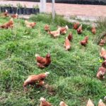 Cómo manejar gallinas sueltas en el jardín: consejos y soluciones prácticas