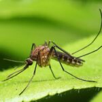 Cómo matar mosquitos en el jardín: métodos efectivos y naturales