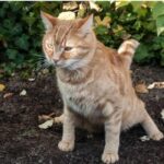 Consejos efectivos sobre cómo alejar perros y gatos del jardín: guía completa