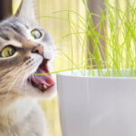 Consejos infalibles: Cómo mantener a los perros alejados del jardín