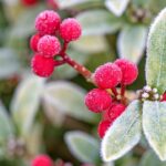 Consejos infalibles: Cómo mantener tu jardín florecido durante todo el año