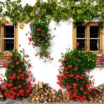 Consejos para acomodar las plantas en un jardín de manera eficiente