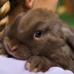 Consejos para evitar daños en el jardín por conejos sueltos: ¡Protege tus plantas y flores!