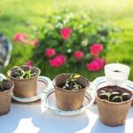 Consejos para recuperar un jardín descuidado: no te olvides de regar las cosas pequeñas