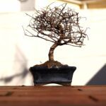 Consejos para revitalizar un árbol seco en un jardín muy pequeño: ¡Recupera la vida de tu espacio verde!