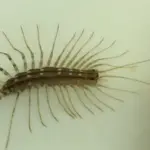 Control de la plaga de ciempiés en el jardín: consejos efectivos para eliminarlos