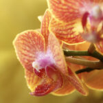 Curso de Orquídeas: Aprende todo sobre estas exóticas flores en el Jardín Botánico