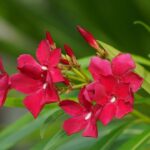 Cursos de Jardinería en Capital Federal: Aprende a cuidar y embellecer tu jardín con los mejores expertos