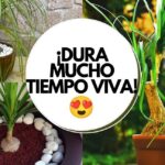 Descubre cómo crear jardines con pata de elefante: Todo lo que necesitas saber