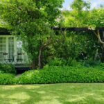 Descubre cómo crear un hermoso jardín de bambú en Tres Cantos