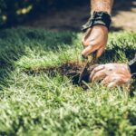 Descubre cuál es el mejor pasto para jardín en Chile: Guía completa