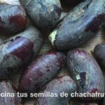 Descubre el fascinante mundo del arbusto oleáceo de jardín a través de este entretenido crucigrama