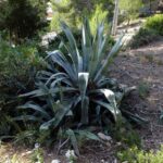 Descubre el Mejor Arbusto Oleáceo para Delimitar tus Jardines