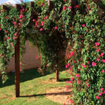 Descubre el nombre de la piedra roja ideal para tu jardín: Guía completa