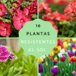Descubre la belleza de la Caztro Flor de mi Jardín: Guía completa de cuidados y cultivo