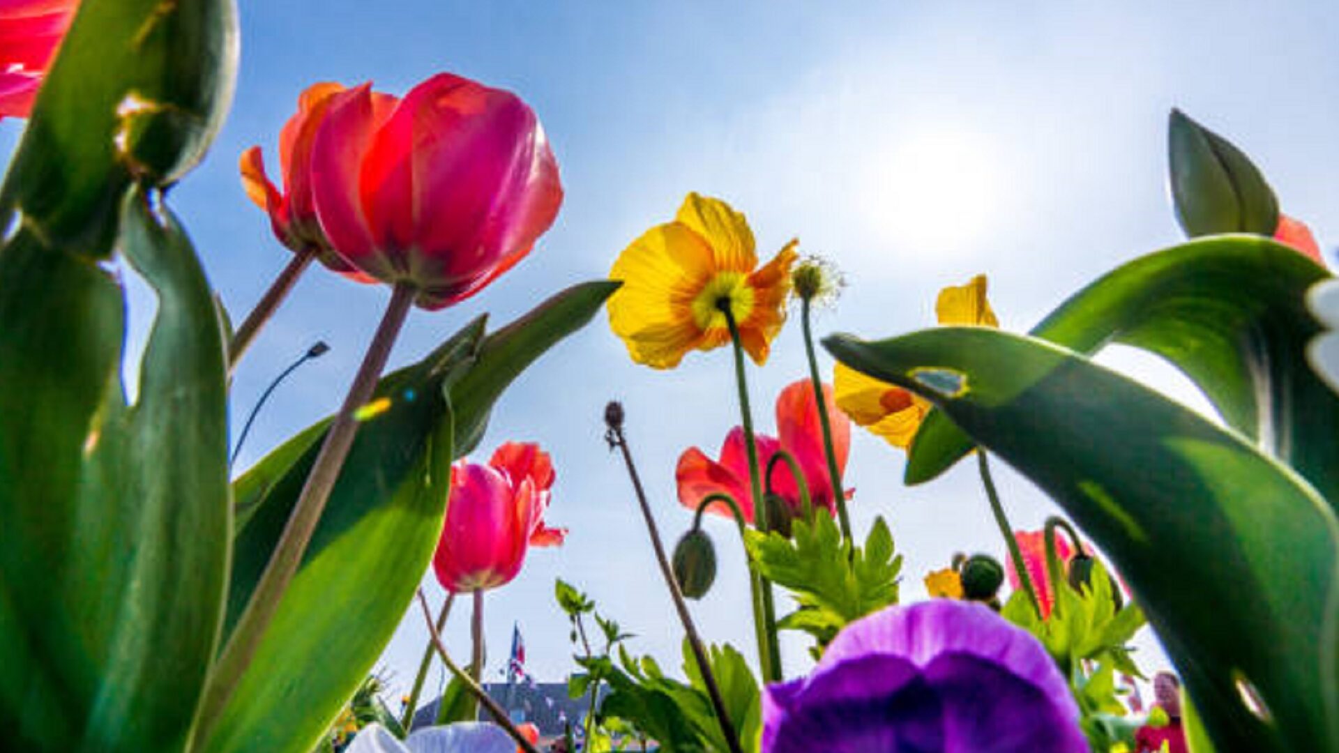 Descubre la belleza de los jardines con flores de primavera: consejos y ...