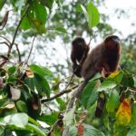 Descubre la belleza del Conservatorio y Jardín Botánico de Ginebra: Un paraíso natural en Suiza