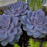 Descubre las fascinantes plantas que se encuentran en el jardín botánico: una guía completa