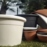 Descubre las mejores especies de arbustos para embellecer tu jardín