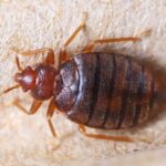 Descubre los diferentes tipos de chinches de jardín: guía completa