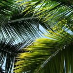 Descubre los distintos tipos de palmas ideales para tu jardín